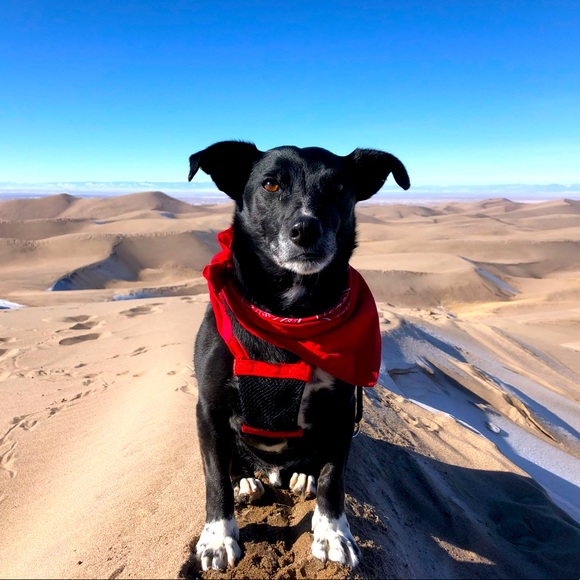 Old Paint Goods - Picture 1 of 1